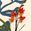 Oncidopsis × ‘Orange Nelly Isler’ – Orange Cambria Orchid - Sprouts of Bristol