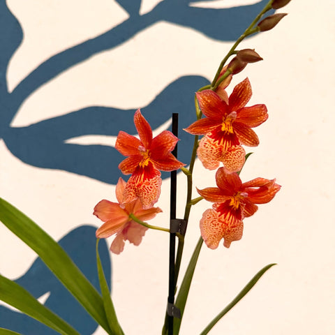 Oncidopsis × ‘Orange Nelly Isler’ – Orange Cambria Orchid - Sprouts of Bristol