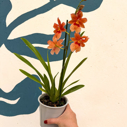 Oncidopsis × ‘Orange Nelly Isler’ – Orange Cambria Orchid - Sprouts of Bristol