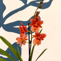 Oncidopsis × ‘Orange Nelly Isler’ – Orange Cambria Orchid - Sprouts of Bristol