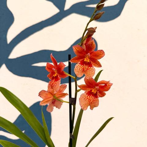 Oncidopsis × ‘Orange Nelly Isler’ – Orange Cambria Orchid - Sprouts of Bristol