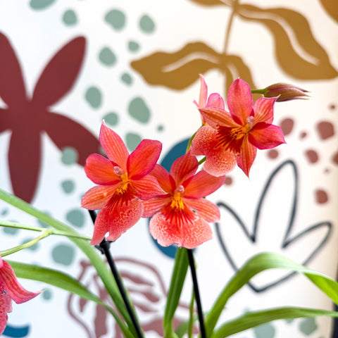 Oncidopsis x ‘Nelly Isler’ – Cambria Orchid - Sprouts of Bristol
