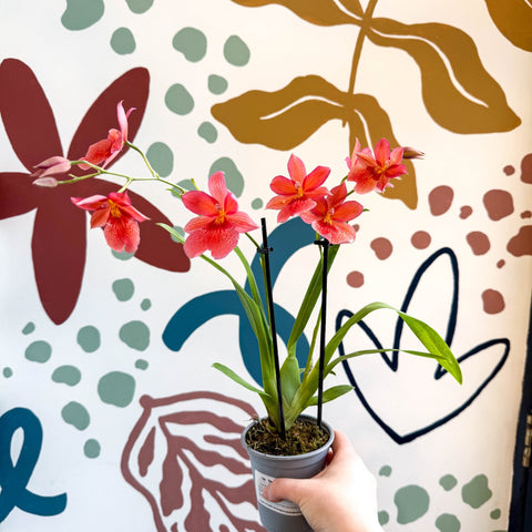 Oncidopsis x ‘Nelly Isler’ – Cambria Orchid - Sprouts of Bristol