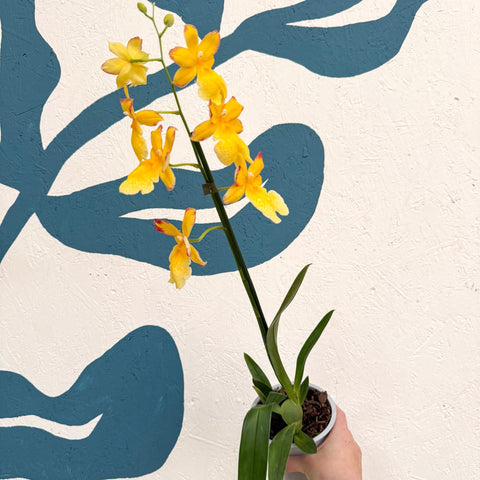 Oncidopsis × ‘Yellow Nelly Isler’ – Yellow Cambria Orchid - Sprouts of Bristol