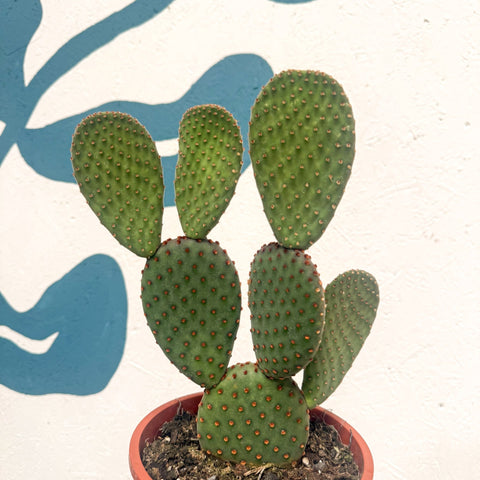 Opuntia macrocalyx - Polka-Dot Cactus - Sprouts of Bristol