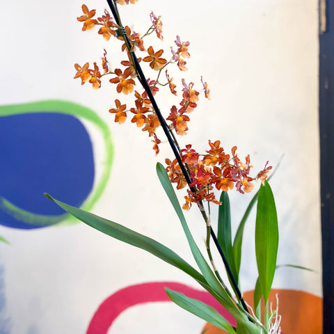 Orange Cambria Orchid - x Colmanara - Sprouts of Bristol
