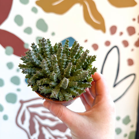 Orbea variegata – Starfish Plant - Sprouts of Bristol