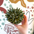 Orbea variegata – Starfish Plant - Sprouts of Bristol