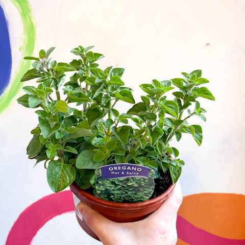 Oregano - Origanum vulgare 'Hot & Spicy' - British Grown Culinary Herbs - Sprouts of Bristol