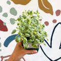 Oregano - Origanum vulgare variegata - Cotswolds Grown Culinary Herbs - Sprouts of Bristol