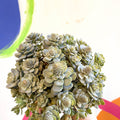 Orostachys furusei - Japanese Dunce Caps [Sedum] - Sprouts of Bristol