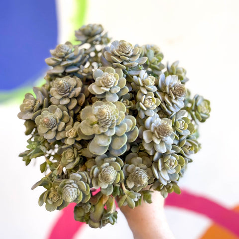 Orostachys furusei - Japanese Dunce Caps [Sedum] - Sprouts of Bristol