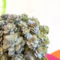 Orostachys furusei - Japanese Dunce Caps [Sedum] - Sprouts of Bristol