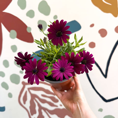 Osteospermum ‘Erato Purple’ - African Daisy - British Grown (Copy) - Sprouts of Bristol