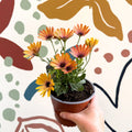 Osteospermum 'Tradewinds Yellow Imp' - African Daisy - British Grown - Sprouts of Bristol