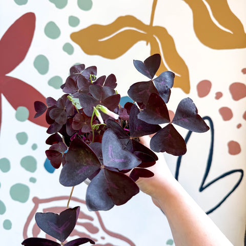 Oxalis triangularis 'Mijke' - Purple Shamrock - Sprouts of Bristol