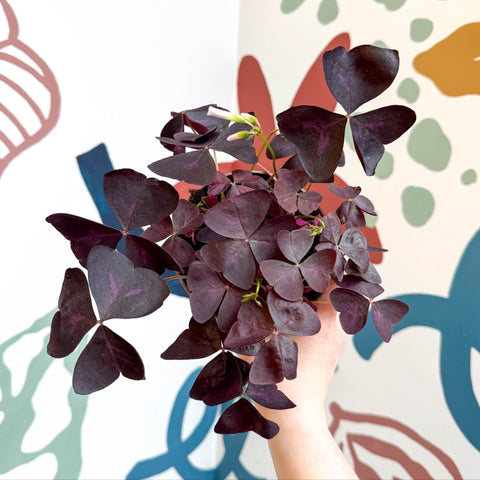 Oxalis triangularis 'Mijke' - Purple Shamrock - Sprouts of Bristol