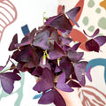 Oxalis triangularis - Purple Shamrock - Sprouts of Bristol