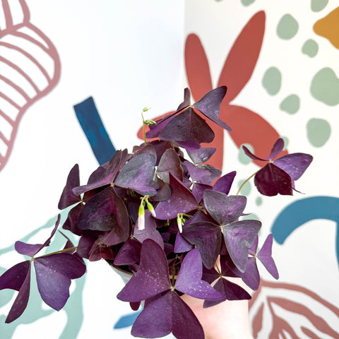 Oxalis triangularis - Purple Shamrock - Sprouts of Bristol