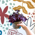 Oxalis triangularis - Purple Shamrock - Sprouts of Bristol