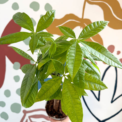 Pachira aquatica - Guiana Chestnut - Sprouts of Bristol