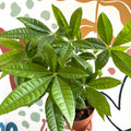 Pachira aquatica - Guiana Chestnut - Sprouts of Bristol