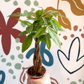 Pachira aquatica - Guiana Chestnut - Sprouts of Bristol