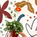 Papaver nudicaule 'Gartenzwerg' - Icelandic Poppy (mixed colours) - Sprouts of Bristol