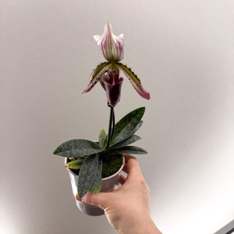 Paphiopedilum hirsutissimum – Purple Hairy Slipper Orchid - Sprouts of Bristol