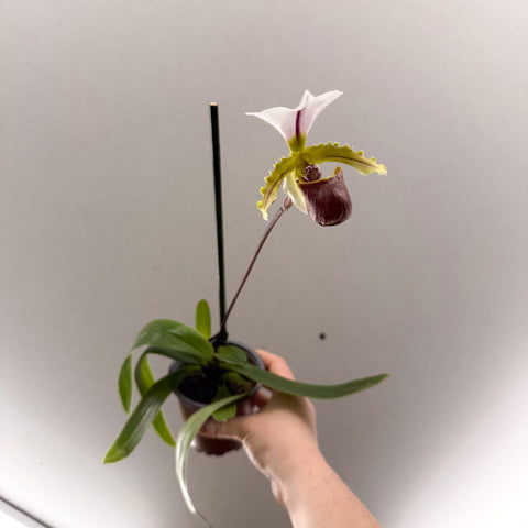 Paphiopedilum spicerianum – Lady’s Slipper Orchid - Sprouts of Bristol