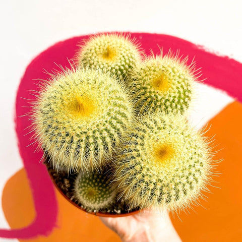 Parodia leninghausii - Golden Ball Cactus - Sprouts of Bristol
