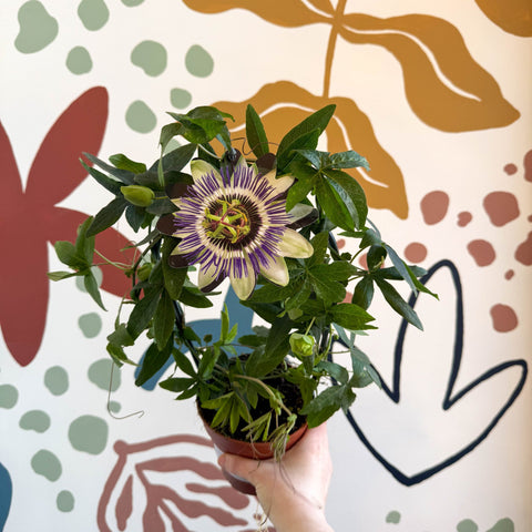 Passiflora caerulea - Blue Passionflower - Sprouts of Bristol