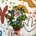 Passiflora caerulea - Blue Passionflower - Sprouts of Bristol