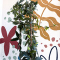 Passiflora caerulea - Passionflower (Mixed Colours) - Sprouts of Bristol