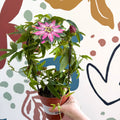 Passiflora × violacea ‘Victoria’ - Pink Passionflower - Sprouts of Bristol