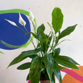 Peace Lily - Spathiphyllum 'Alana' - Sprouts of Bristol