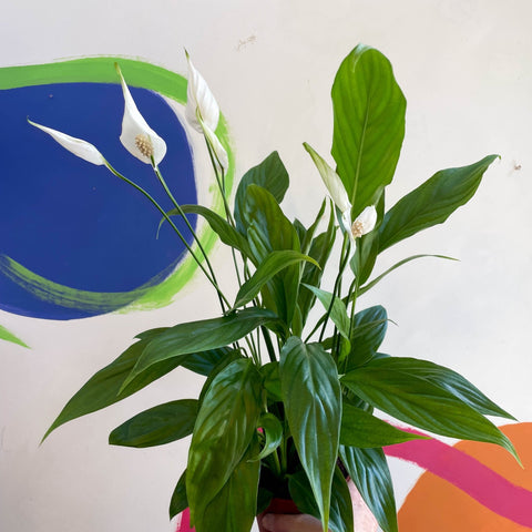 Peace Lily - Spathiphyllum 'Alana' - Sprouts of Bristol
