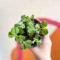 Peas - Pisum sativum 'Early Onward' - British Grown - Sprouts of Bristol