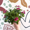 Pelargonium 'Angel Parfum Nova' - Sprouts of Bristol