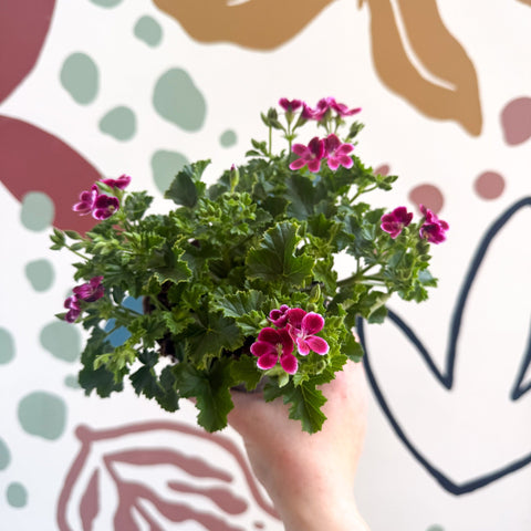 Pelargonium 'Angel Parfum Nova' - Sprouts of Bristol