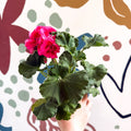 Pelargonium 'Castello Dm Claire Rose Red Eye' - Bedding Geranium - Sprouts of Bristol