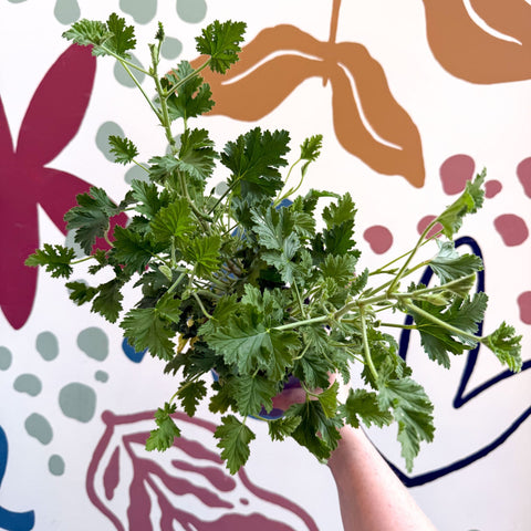 Pelargonium crispum – Lemon - Scented Geranium - Sprouts of Bristol