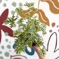Pelargonium crispum ‘Variegatum’ – Mint Scented Geranium - Sprouts of Bristol