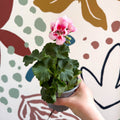Pelargonium zonale 'Toscana Sil Linus' - Bedding Geranium - Sprouts of Bristol