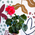 Pelargonium zonale 'Toscana Sil Lisa' - Bedding Geranium - Sprouts of Bristol