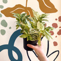 Pellionia repens ‘Variegata’ – Variegated Watermelon Begonia - Sprouts of Bristol
