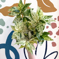 Pellionia repens ‘Variegata’ – Variegated Watermelon Begonia - Sprouts of Bristol