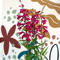 Penstemon 'Garnet' - Beard Tongue [British Grown Perennial] - Sprouts of Bristol
