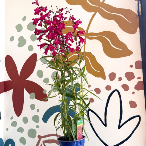 Penstemon 'Garnet' - Beard Tongue [British Grown Perennial] - Sprouts of Bristol
