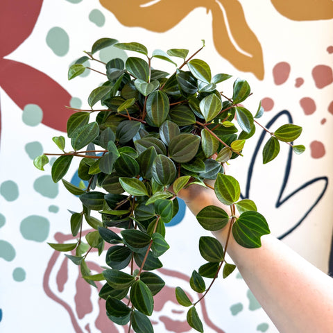 Peperomia angulata ‘Rocca Scuro’ - Dark Green Beetle Radiator Plant - Sprouts of Bristol